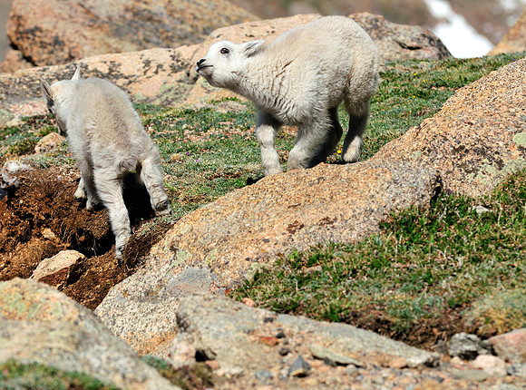 Mountain Goats