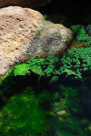 River Walk Algae, Zion National Park