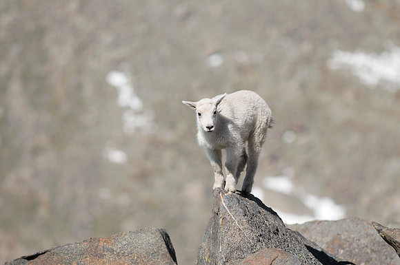 Mountain Goats