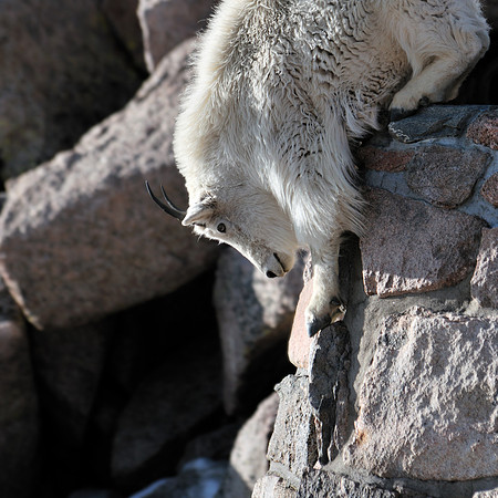 Mountain Goats