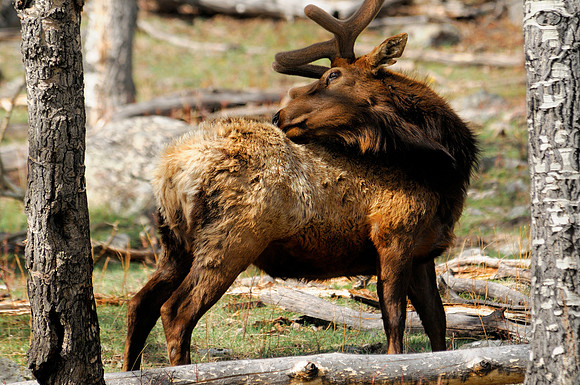 Bull Elk No.1, Rocky Mountain National Park, Colorado